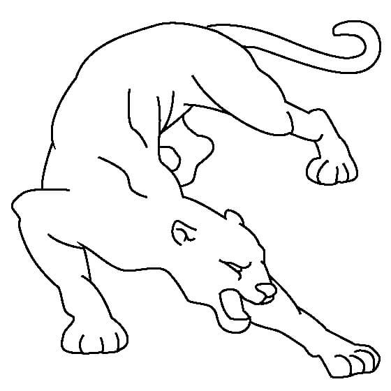 Desenhos de Puma Básico para colorir