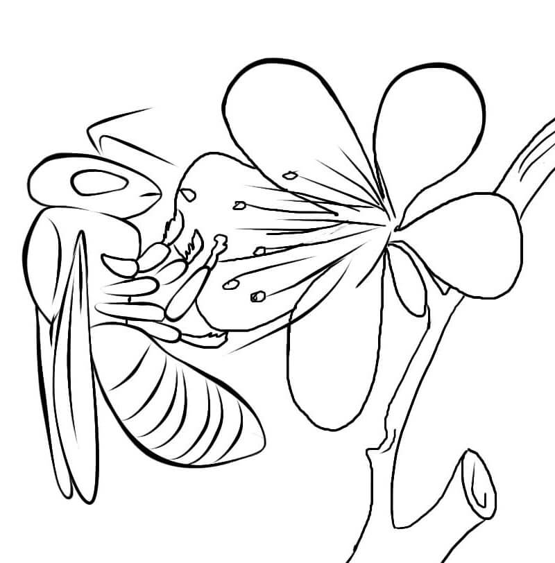 Abelha Básica com Flor para colorir