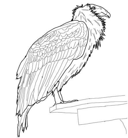 California Condor Empoleirado para colorir