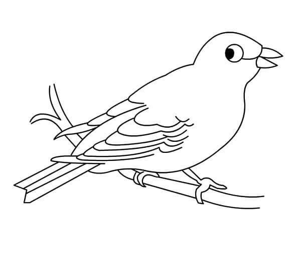 Desenhos de Canárias e Outras Aves para colorir