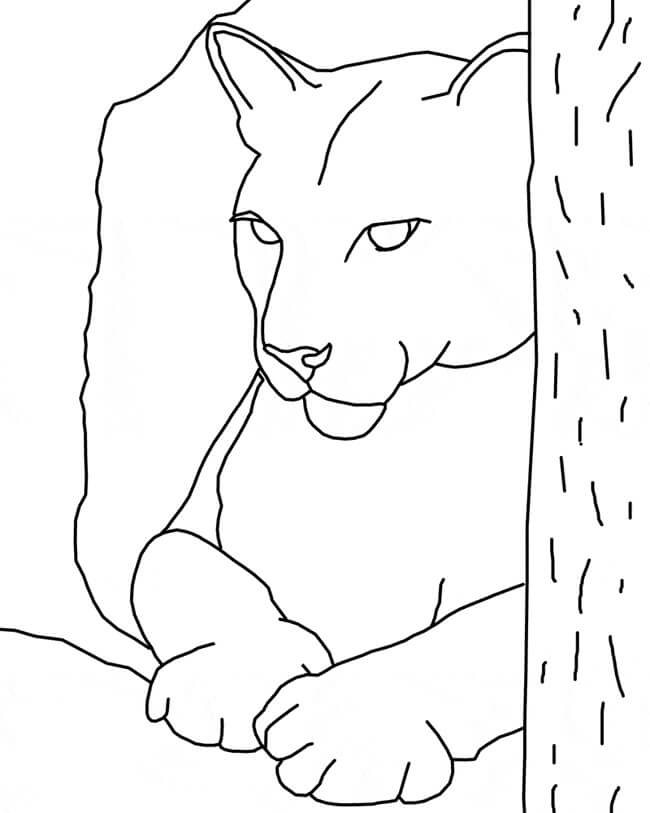 Desenhos de Cara de Puma para colorir