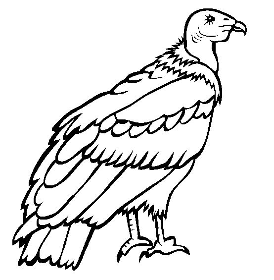 Desenhos de Condor Andino para colorir