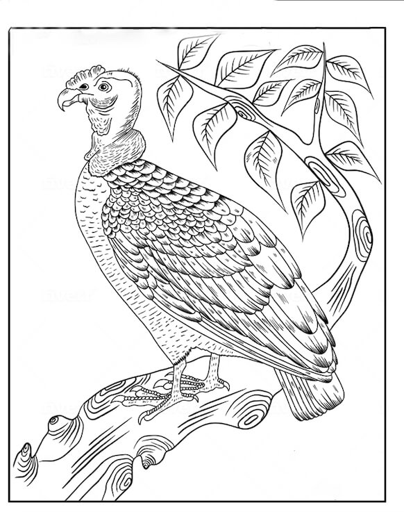 Desenhos de Condor da Califórnia em pé em um Galho de árvore para colorir
