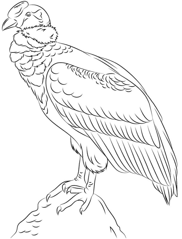 Desenhos de Condor em uma Rocha para colorir