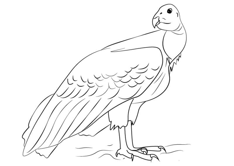 Desenhos de Condor Incrível para colorir