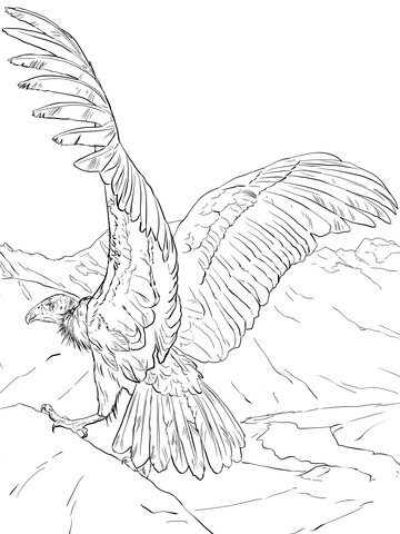 Desenhos de Condor Normal para colorir