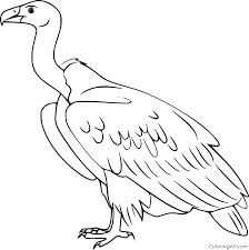 Desenhos de Condor para Impressão para colorir