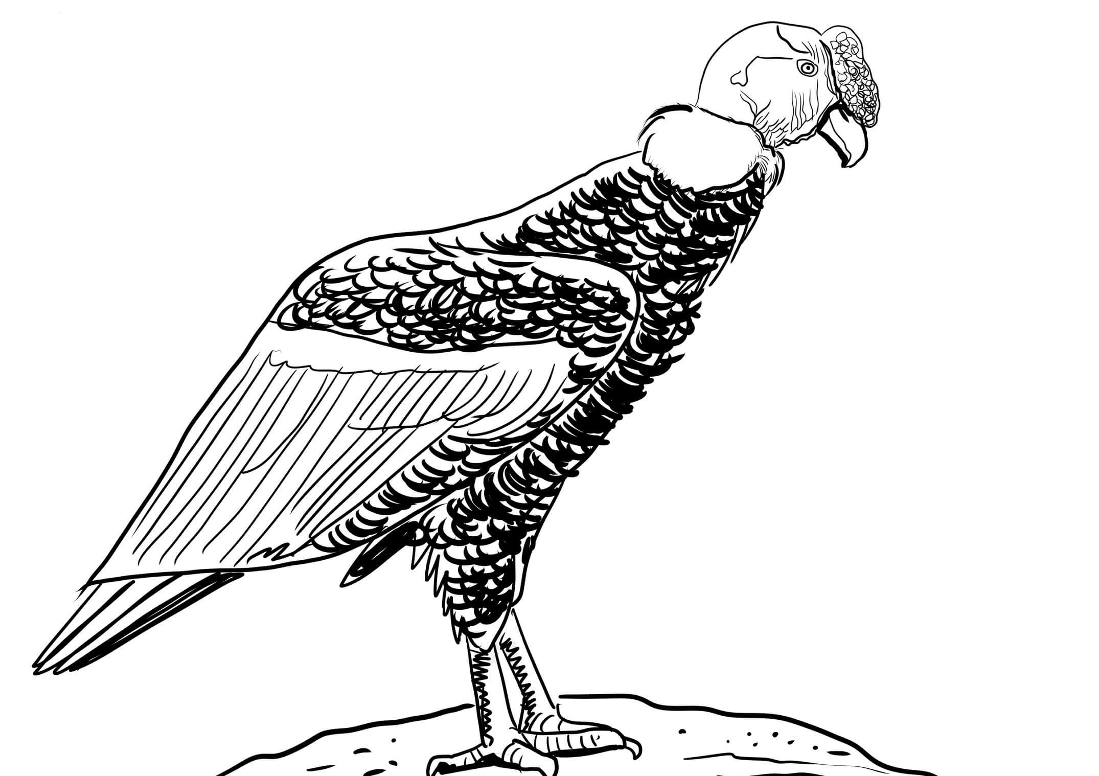 Desenhos de Condor Realista para colorir