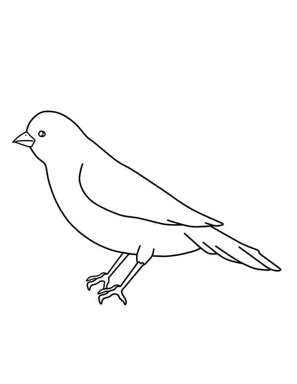 Desenhos de Contorno de Pássaro Canário para colorir