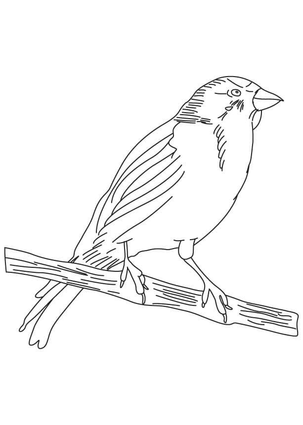 Desenho a Lápis Pássaro Canário para colorir