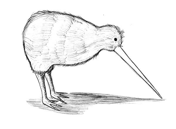 Desenho de Pássaro Kiwi para colorir