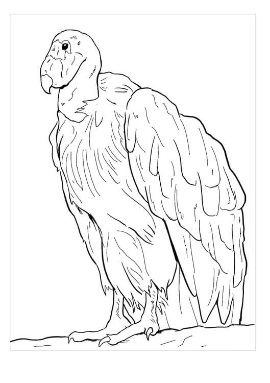 Desenhos de Desenho do Condor da Califórnia para colorir