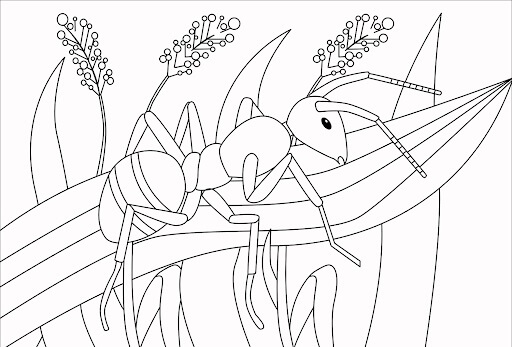 Desenhos de Formiga na Grama ou Gramado para colorir