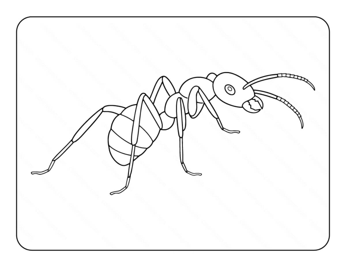 Desenhos de Formiga Normal para colorir