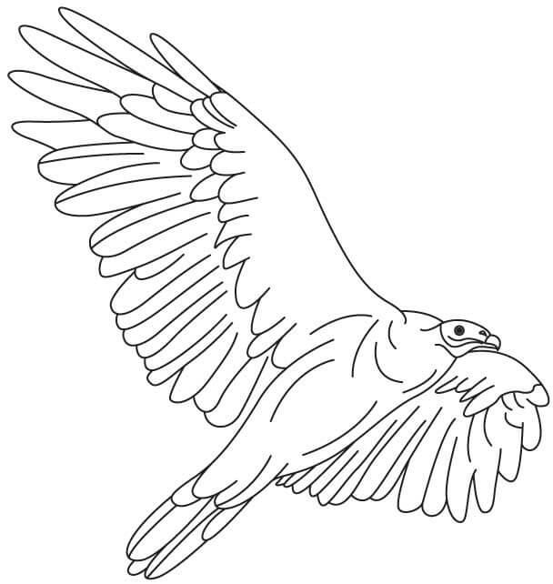 Desenhos de Impressionante Condor para colorir