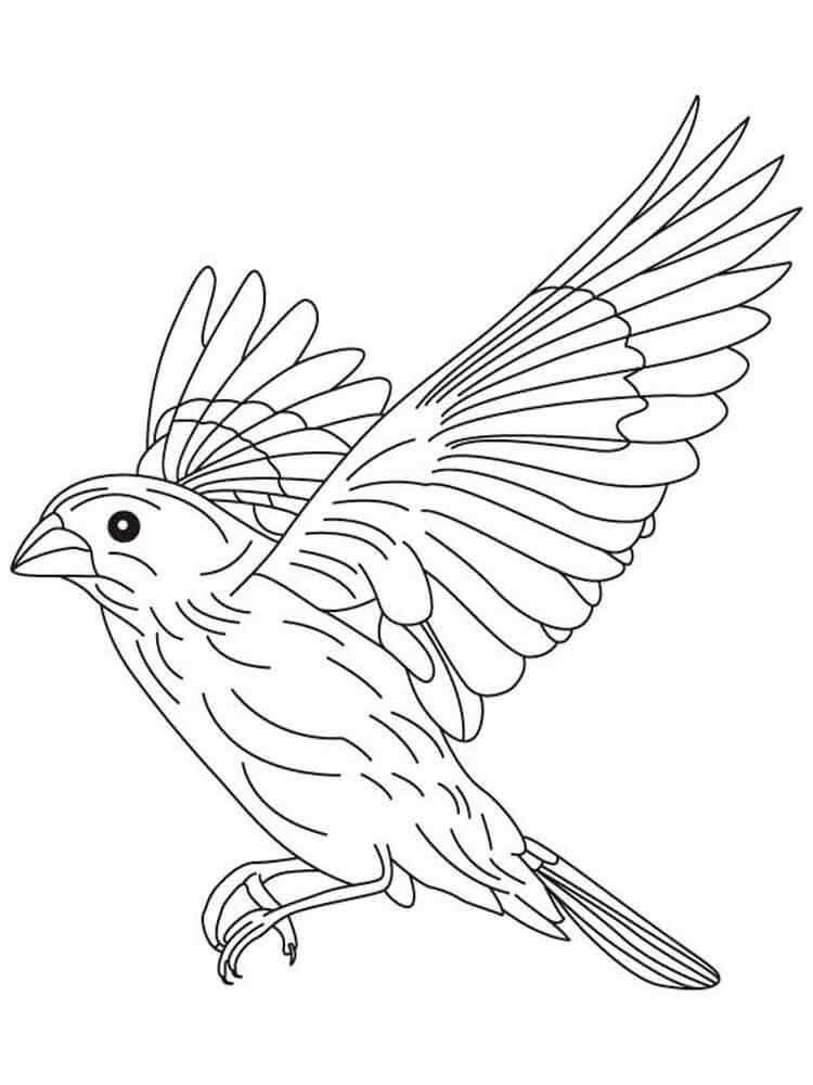 Desenhos de Pássaro Canário Incrível para colorir
