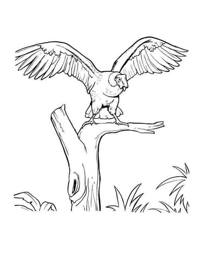 Posição da Árvore Condor para colorir
