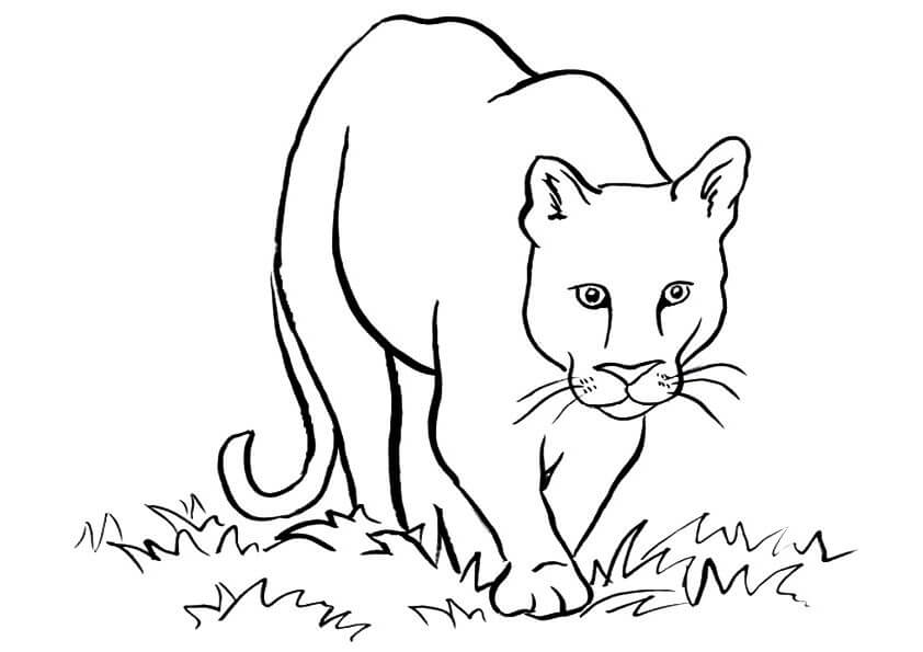 Desenhos de Puma Caminhando para colorir