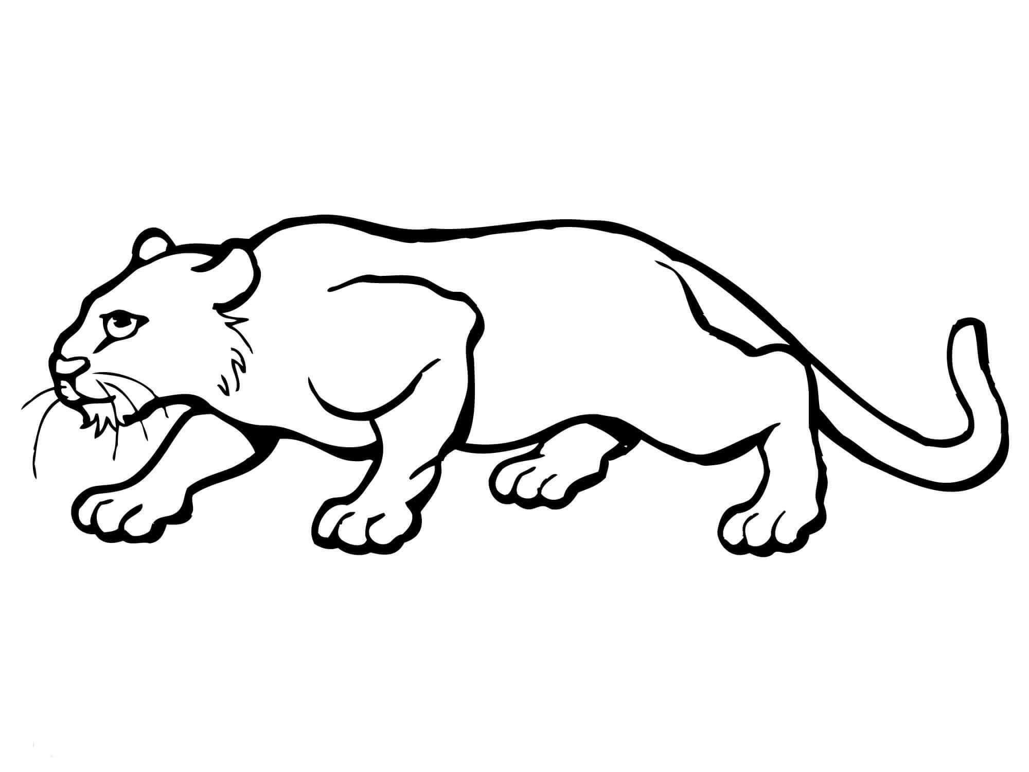 Desenhos de Puma Perfeito para colorir