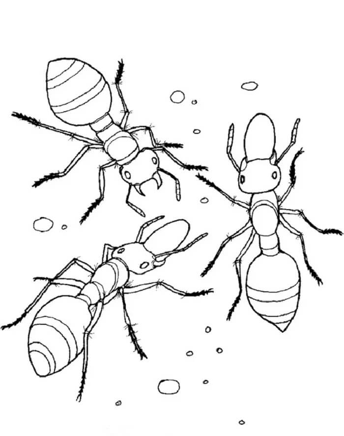 Desenhos de Três Formigas para colorir
