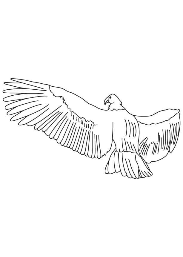 Um Condor Andino voa alto para colorir