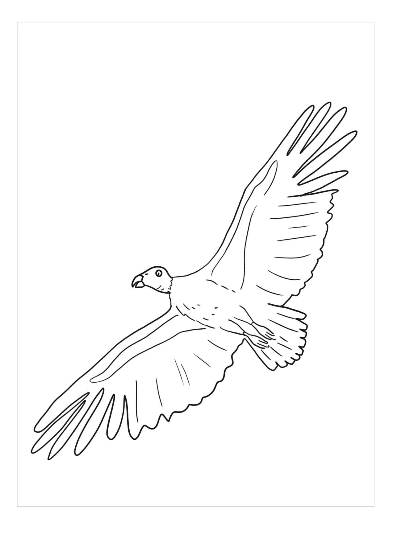 Desenhos de Voo da Condor para colorir