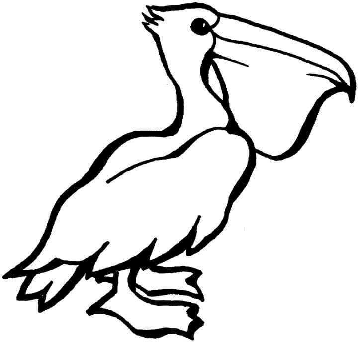 Desenho Pelicano para colorir