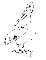 Desenhos de Grande Pelicano para colorir