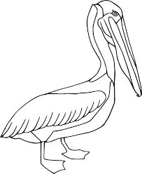 Pelicano Castanho para colorir