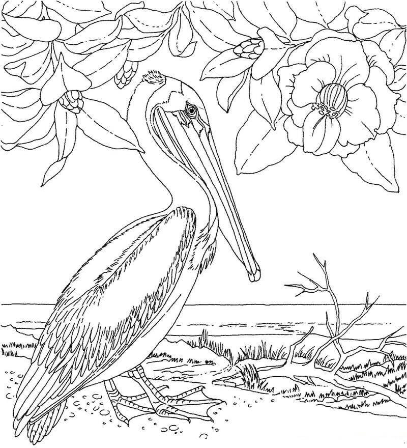 Desenhos de Pelicano com Flor para colorir