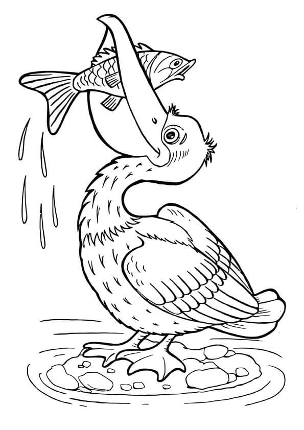 Pelicano Comendo Peixe Básico para colorir