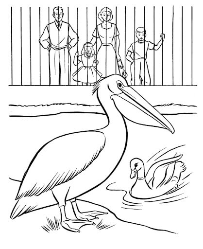 Desenhos de Pelicano e Pato no Zoológico para colorir