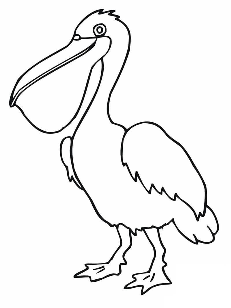 Desenhos de Pelicano Normal para colorir