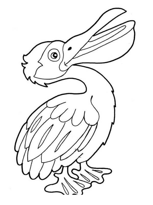 Pelicano para Impressão para colorir