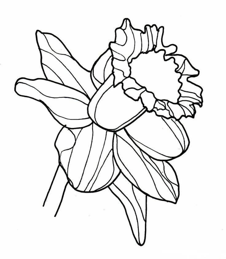 Desenhos de Narciso 2 para colorir