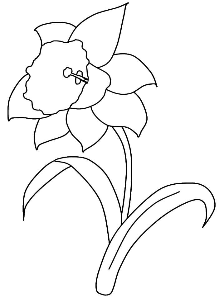 Desenhos de Narciso Básico para colorir