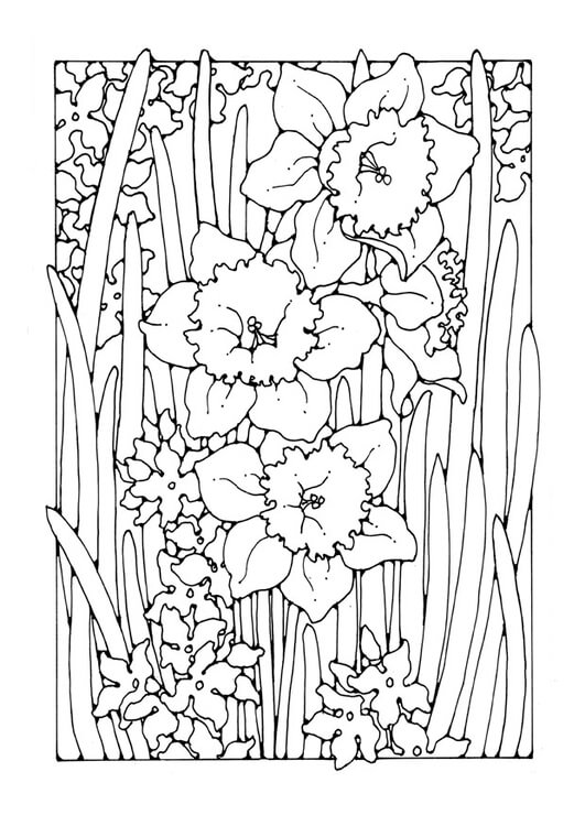 Desenhos de Árvore de Narciso para colorir