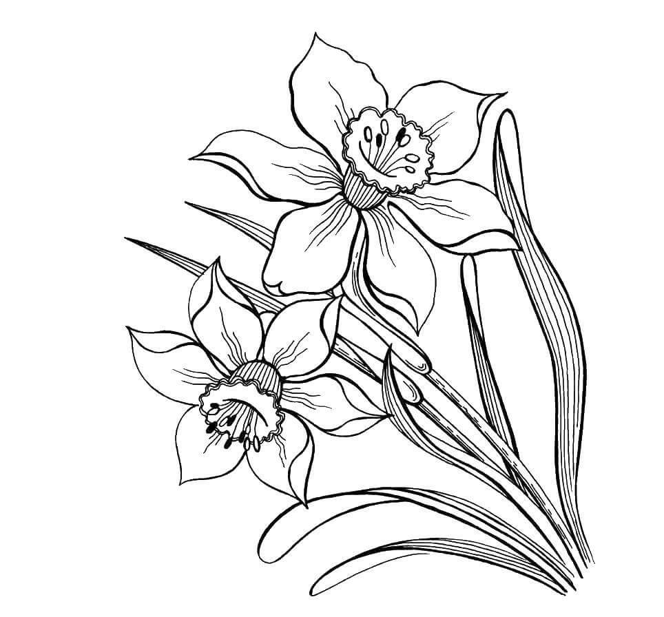 Daffodil para Impressão para colorir