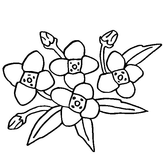 Desenho de Flor de Gardênia para colorir