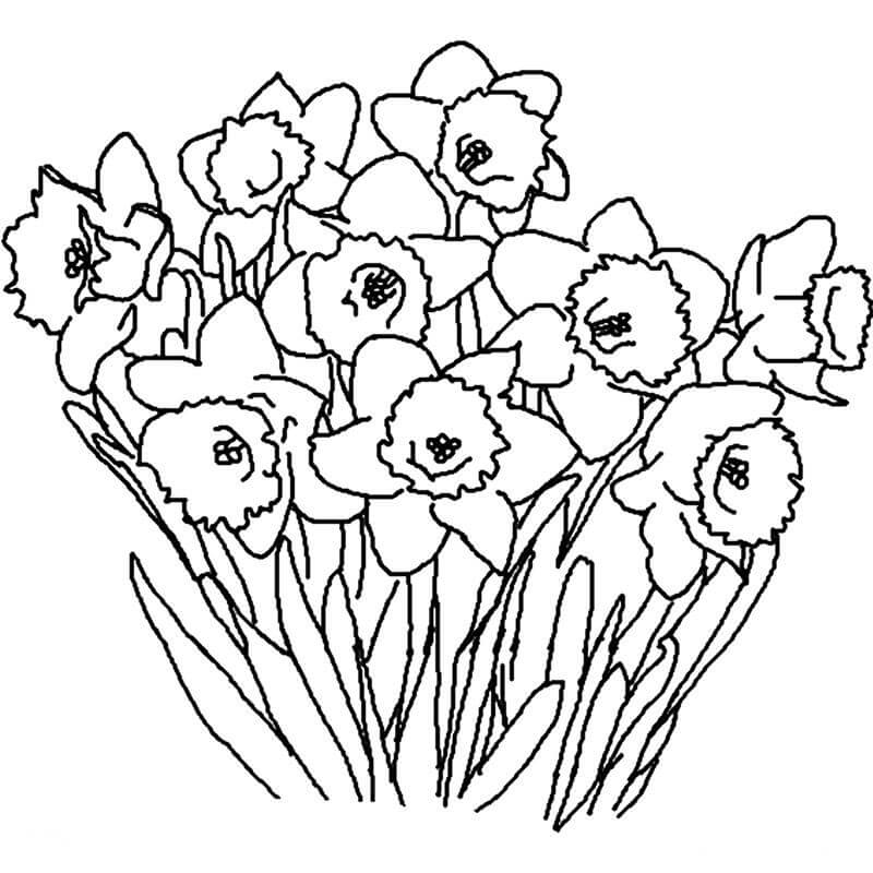 Desenho de Narciso para colorir