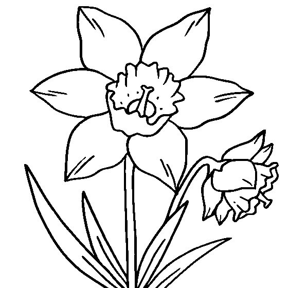 Desenhos de Dois Narcisos em uma Panela para colorir