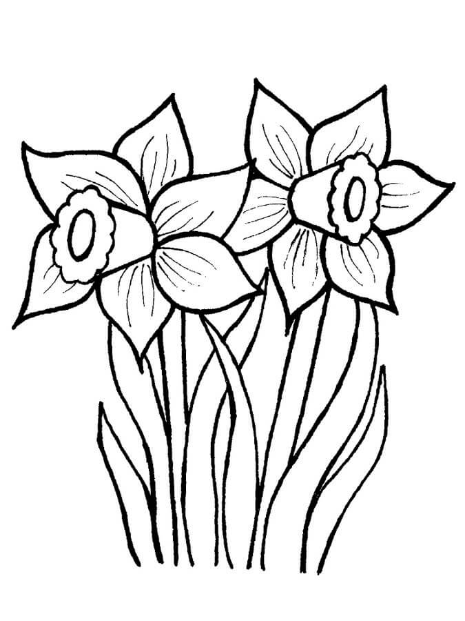 Desenhos de Dois Narcisos para colorir