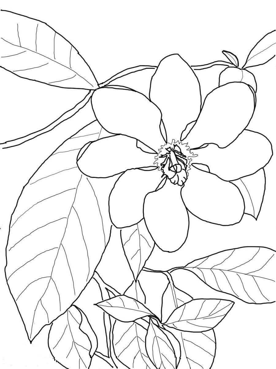 Desenhos de Gardênia Básica com Folha para colorir