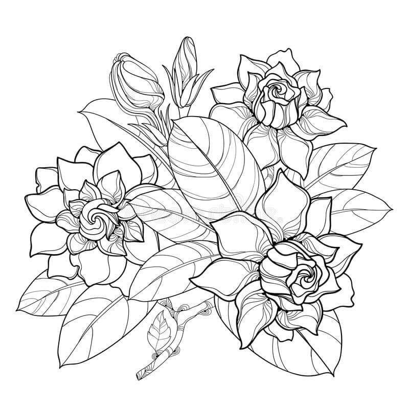 Desenhos de Gardênia com Folha e Flor para colorir