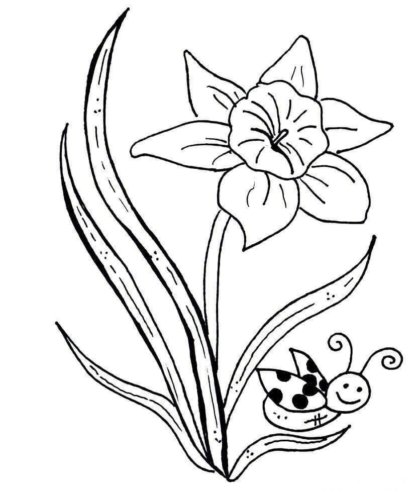Desenhos de Narciso e Abelha para colorir