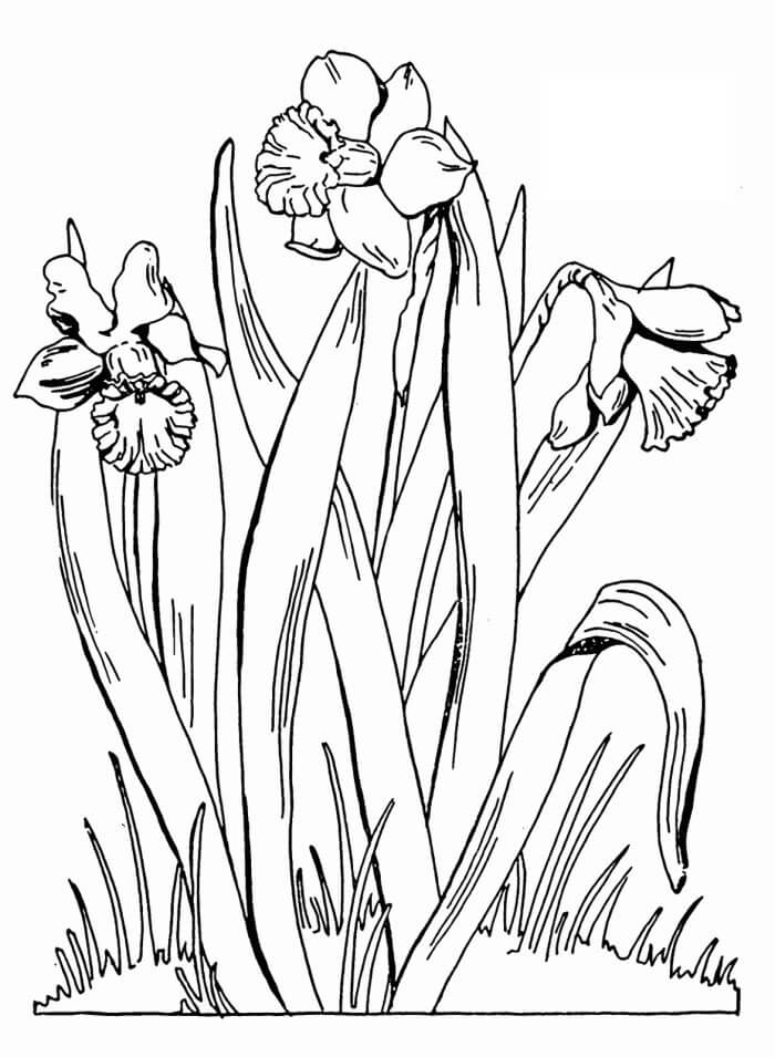 Desenhos de Narciso Perfeito para colorir