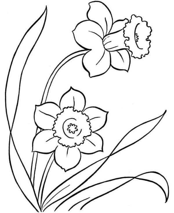 Desenhos de Narcisos Impressionantes para colorir
