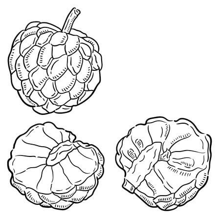 Desenhos de Uma Pinha e Duas Meias Maças para colorir