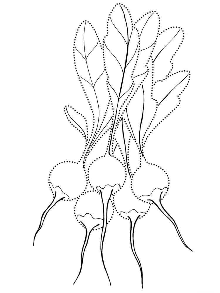 Desenhos de Cinco Rabanetes para colorir