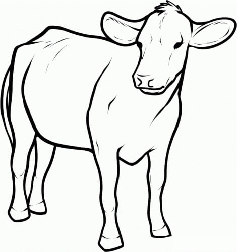 Desenhos de Bom Rapaz de Vaca para colorir